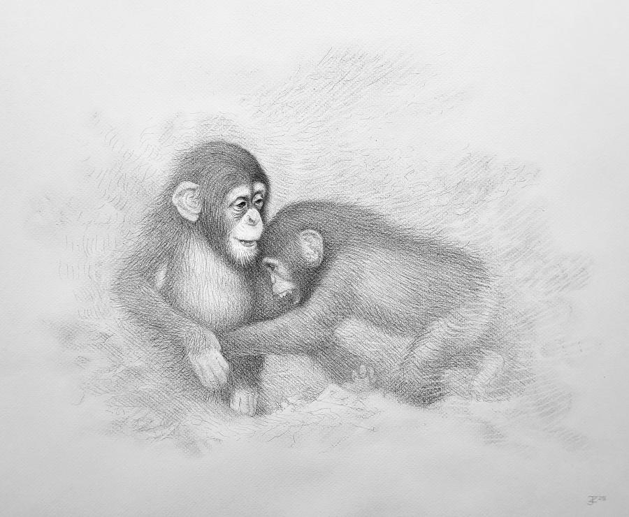 Playing chimpanzees